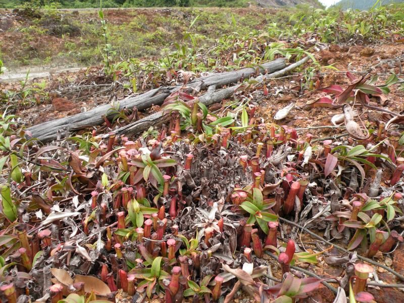 File:Nepenthes gracilis13.jpg