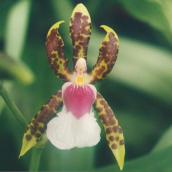 File:Oncidium schroederianum - Larsen.jpg