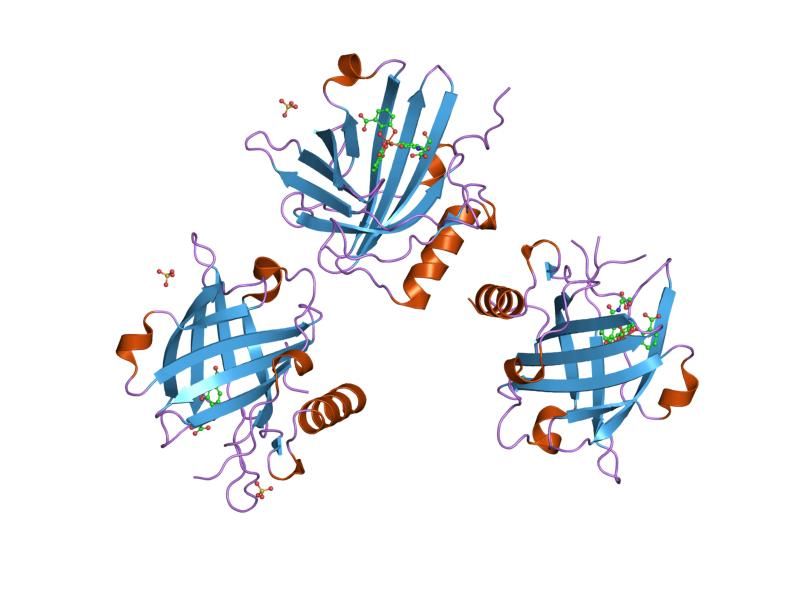 File:PDB 1l6m EBI.jpg