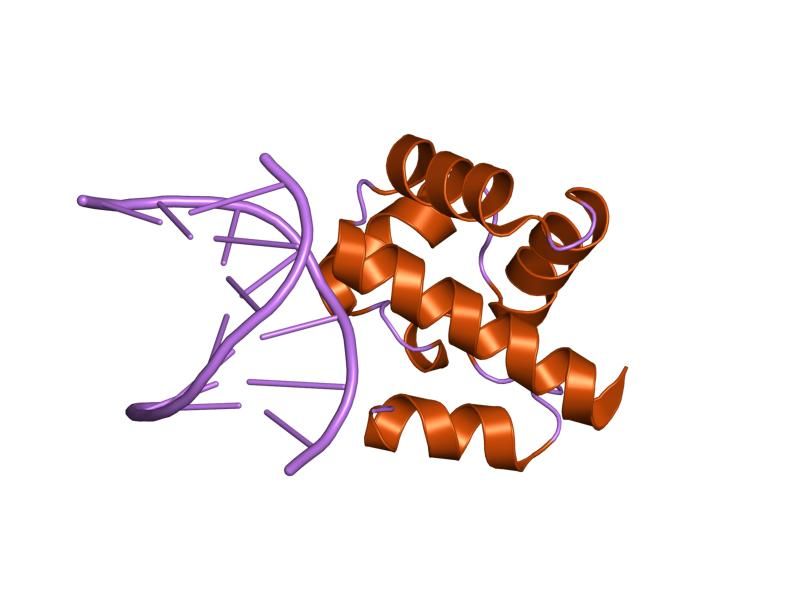 File:PDB 2bzf EBI.jpg