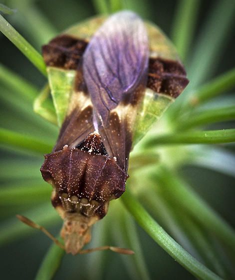 File:Pennsylvania jagged ambush bug (Phymata pennsylvanica) -2.jpg