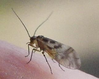 File:Psocoptera.jpg