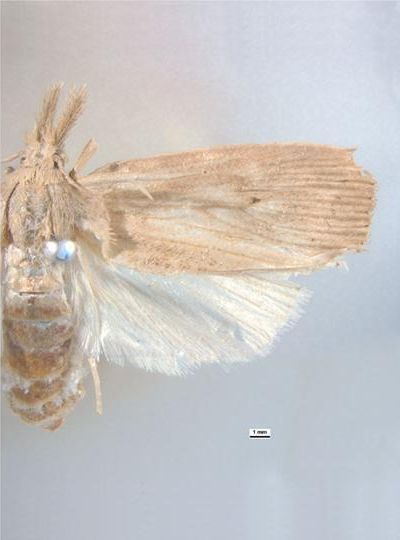 File:Sesamia grisescens male dorsal.jpg