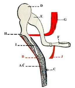 File:Tensor tympani-muscle.jpg