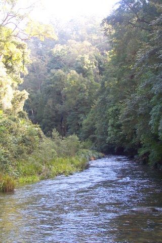 File:Wilson River New South Wales.JPG