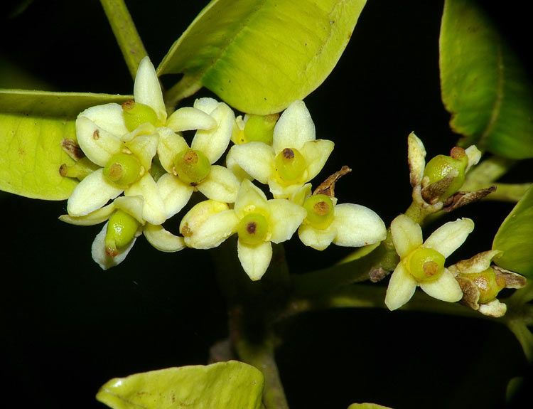 File:Zanthoxylum brachyacanthum female.jpg