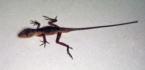 File:Anolis milleri.png