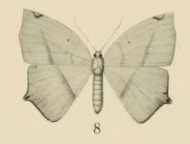 File:Aurevilius, 1910. Pl.2-08-(Thinopteryx) Epigynopteryx africana (Aurivillius 1910).JPG