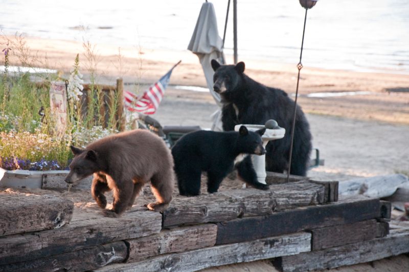 File:Bears at Kings Beach, CA.jpg