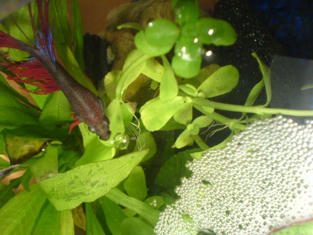 File:Betta with BubbleNest.jpg