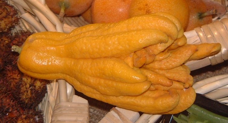 File:Buddhas Hand.jpg