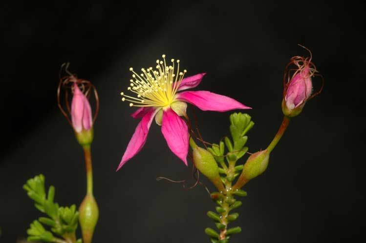 File:Calytrix brevifolia.jpg