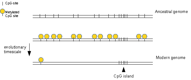 File:CpG island evolution.png