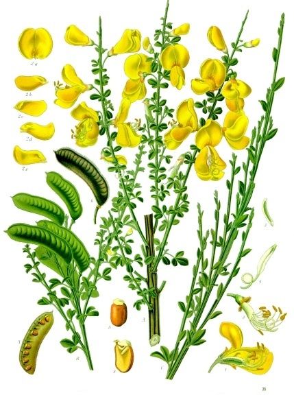 File:Cytisus scoparius - Köhler–s Medizinal-Pflanzen-200.jpg