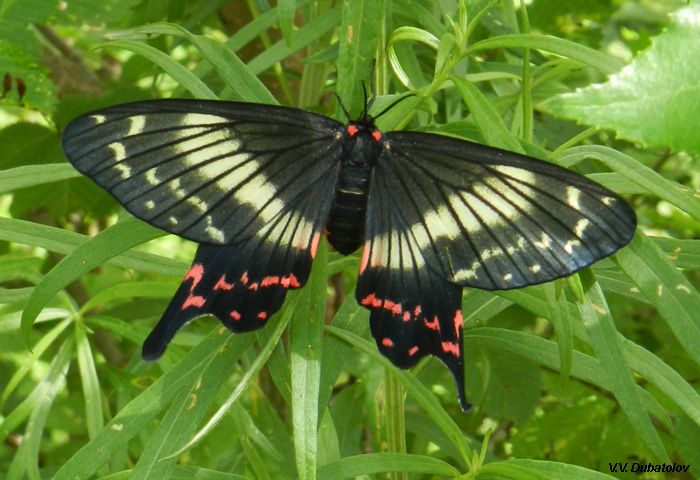 File:Epicopeia mencia in nature Russia, Kiya.jpg