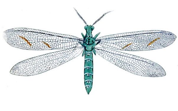 File:Euptilon ornatum Drury 01.jpg