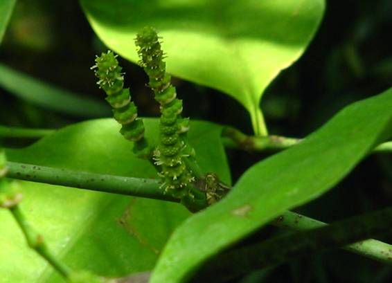 File:Gnetum gnemon male.jpg