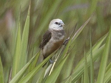 File:Grey-banded Mannikin 9165bs cropped.jpg