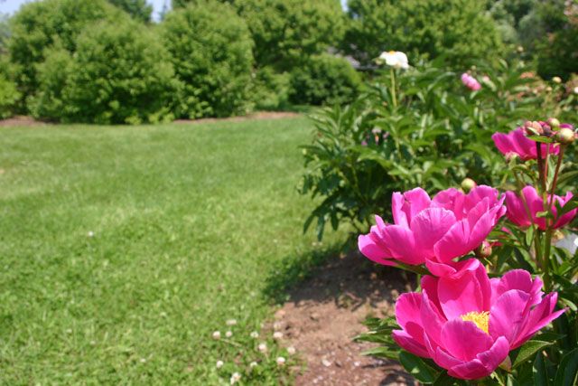 File:Littlefield Garden Flower.jpg