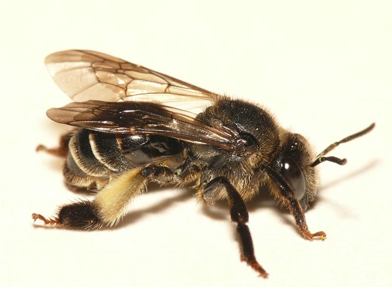 File:Macropis europaea4.jpg