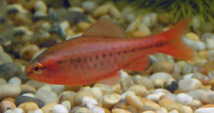 File:Male Cherry Barb 700.jpg