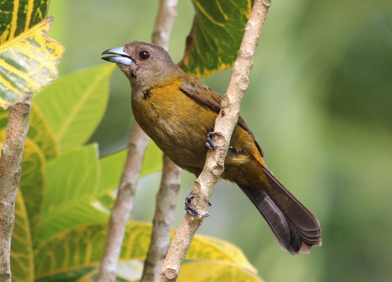 File:Passerinis tanager female.jpg