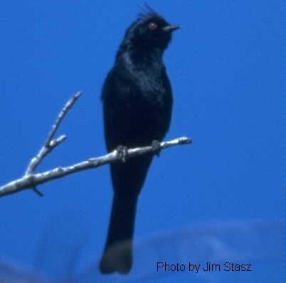 File:PhainopeplaUSGS.jpg