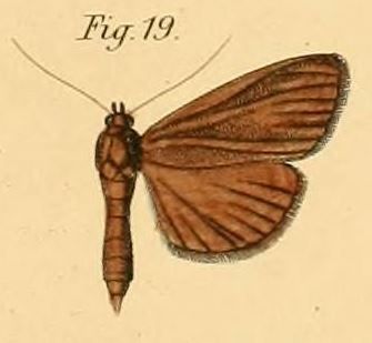 File:Pl.2-19-Botys fumarialis=Phostria fumarialis (Dewitz, 1881).JPG