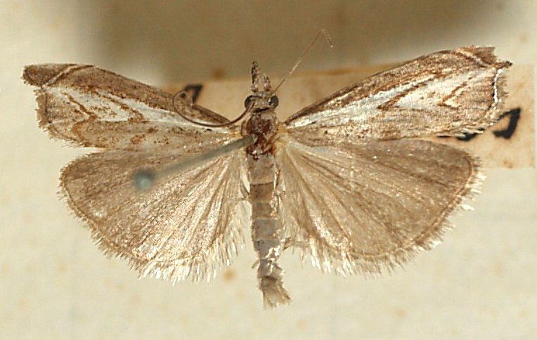 File:Platytes.alpinella.mounted.jpg