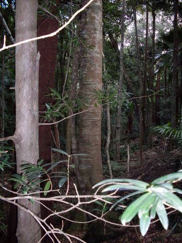 File:Podocarpus elatus & Symplocos stawellii Hacking River.JPG