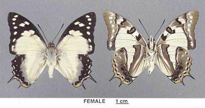 File:Polyura pyrrhus sempronius female.jpg