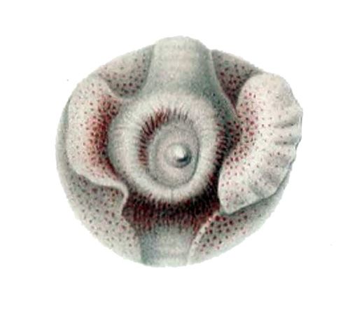 File:Spirula spirula3.jpg