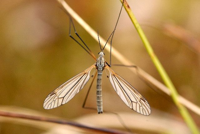 File:Tipula.pruinosa.-.lindsey.jpg