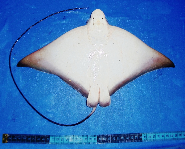 File:Ventral view banded eagle ray.png