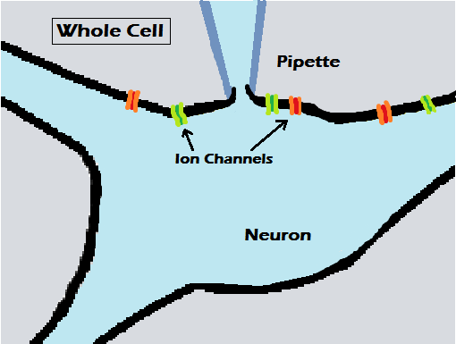 File:Whole Cell Patch Clamp.png