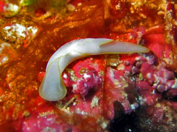 File:Aglajidae - Chelidonura electra.jpg