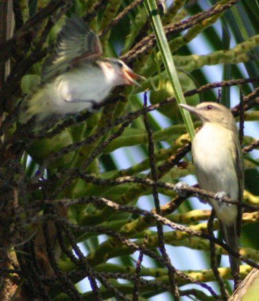 File:Black-whiskered Vireo.jpg