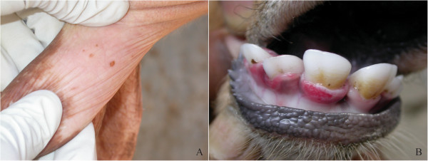 File:Bovine papular stomatitis.png