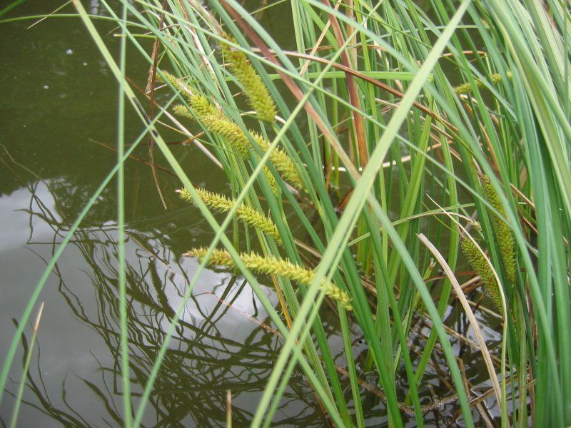 File:Carex rostrata.jpeg