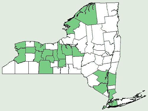 File:Castilleja coccinea NY-dist-map.png