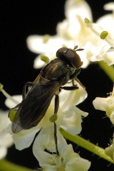 File:Cheilosia.mutabilis2.-.lindsey.jpg