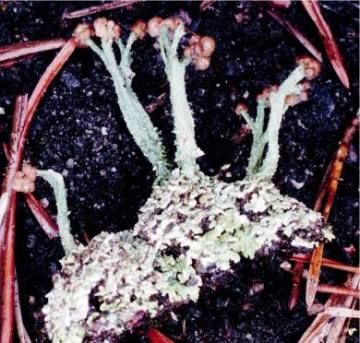 File:Cladonia peziziformis (ECU).jpg