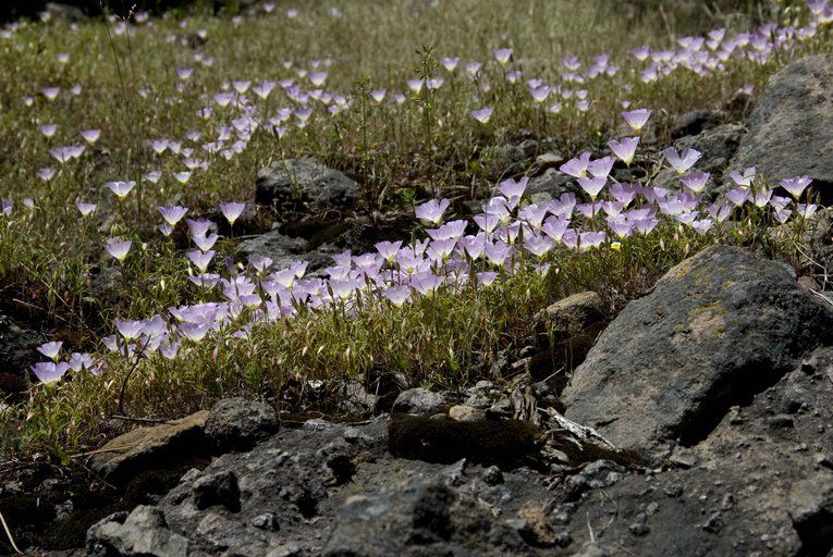 File:Clarkia arcuata.jpeg