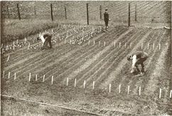 File:Clover-Trials-1902.jpg