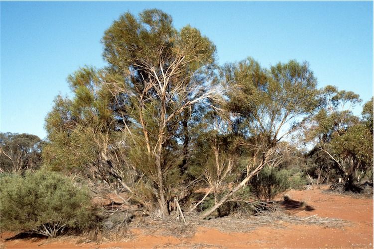 File:Eucalyptus jutsonii.jpg