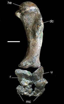 File:Forelimb of Carnotaurus.jpg