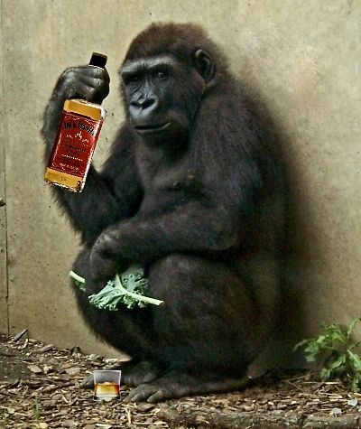 File:GorillaBourbon.jpg