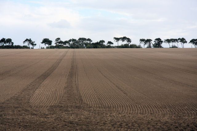 File:Harrowed field - geograph.org.uk - 989551.jpg