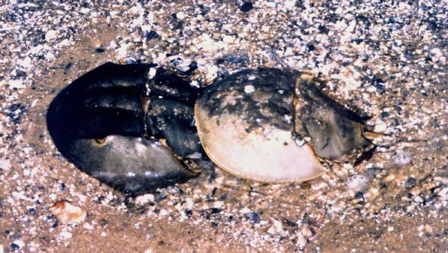 File:Horseshoe crab pair.jpg