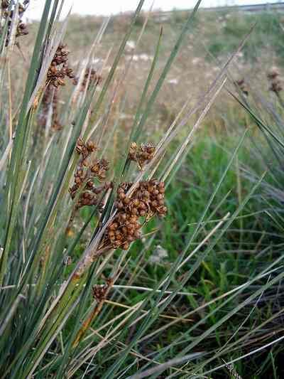 File:Juncus acutus3.jpg